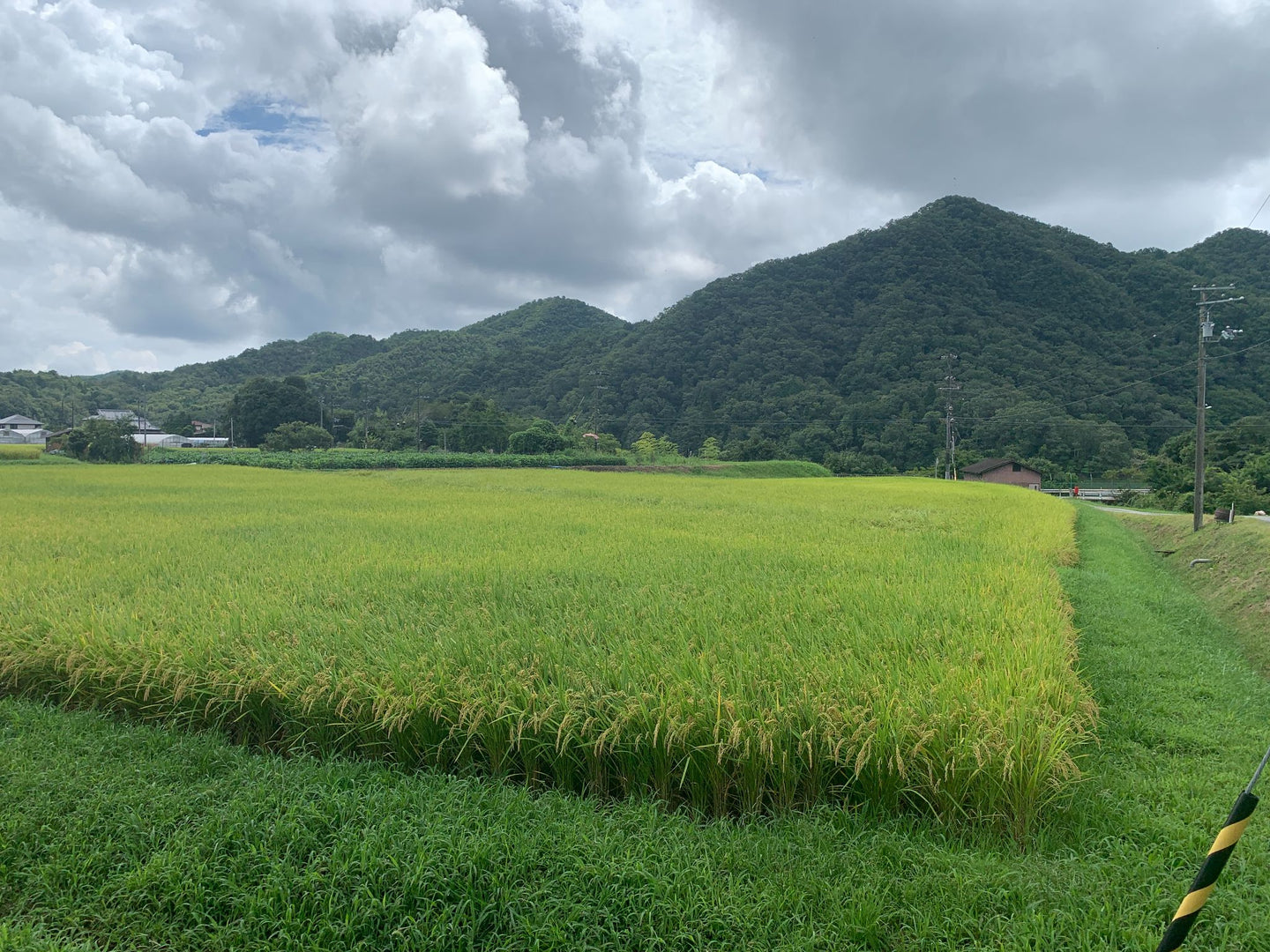玄米30KG　減農薬　宝塚市波豆産　完全山水100％の原水使用　キヌヒカリ