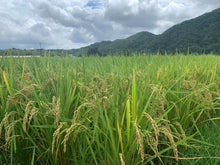 Load image into Gallery viewer, Brown rice 30KG Reduced pesticides Takarazuka Namizu production Complete mountain water 100% raw water use Kinuhikari

