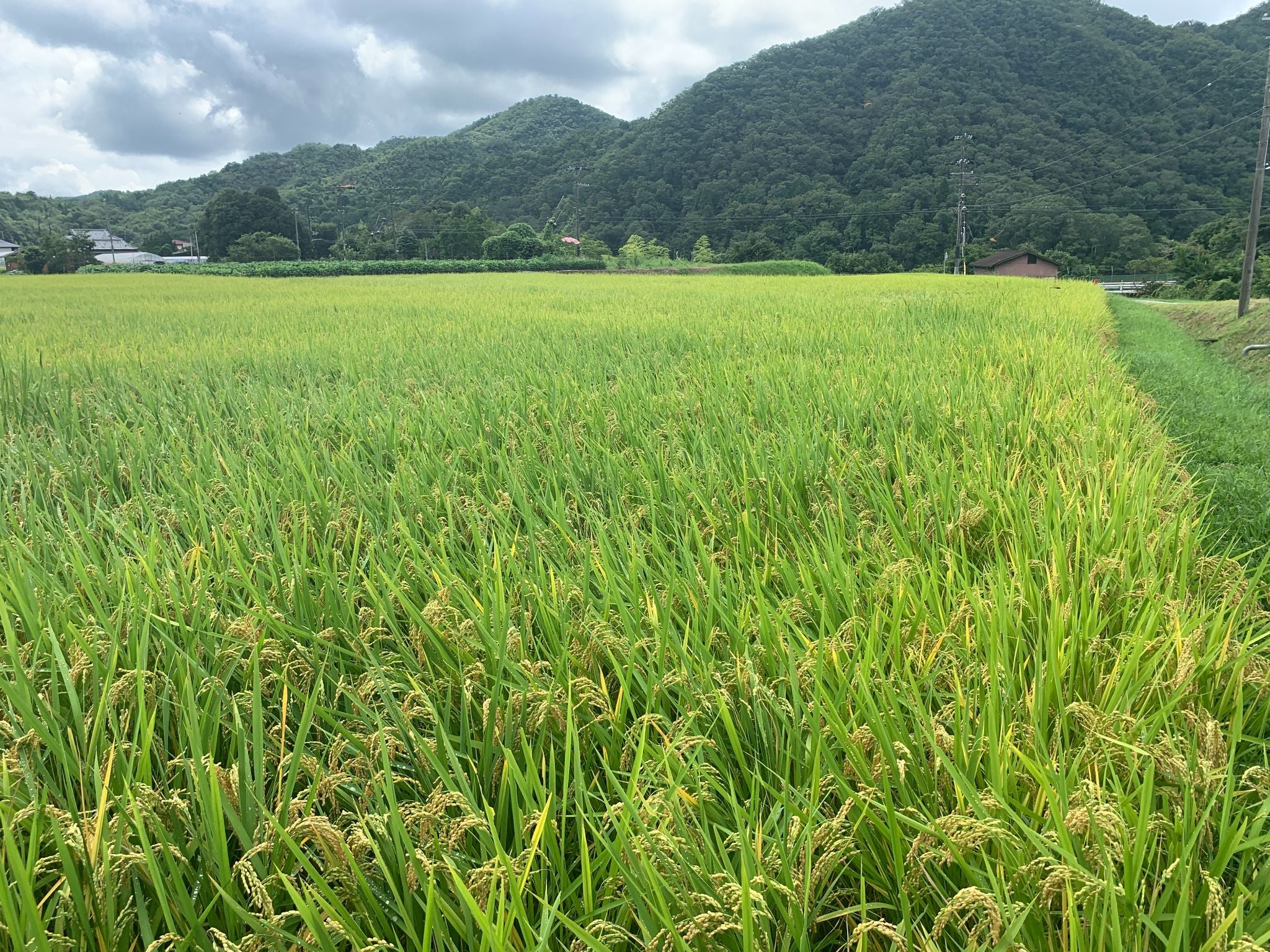 玄米30KG 減農薬 宝塚市波豆産 完全山水100％の原水使用