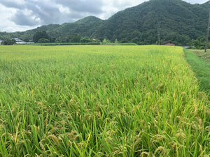Brown rice 30KG Reduced pesticides Takarazuka Namizu production Complete mountain water 100% raw water use Kinuhikari