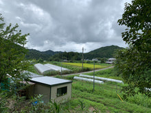 Load image into Gallery viewer, Brown rice 30KG Reduced pesticides Takarazuka Namizu production Complete mountain water 100% raw water use Kinuhikari
